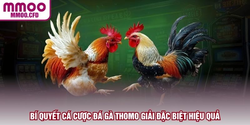 Bí quyết cá cược đá gà thomo giải đặc biệt hiệu quả