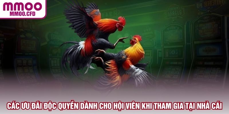 Các ưu đãi độc quyền dành cho hội viên khi tham gia tại nhà cái