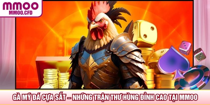 Gà Mỹ Đá Cựa Sắt – Những Trận Thư Hùng Đỉnh Cao Tại MMOO