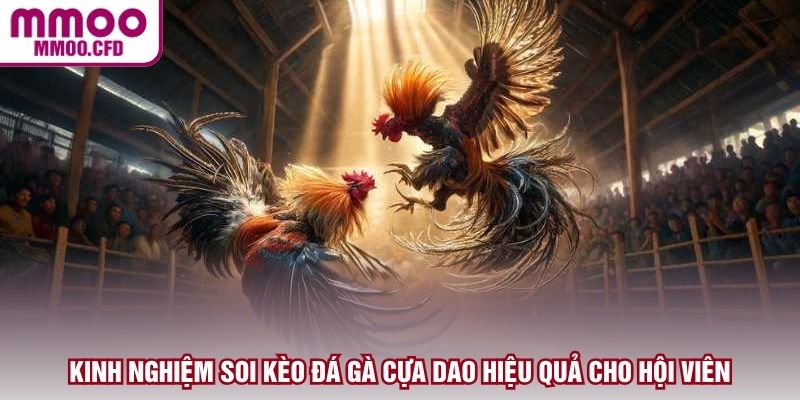 Kinh nghiệm soi kèo đá gà cựa dao hiệu quả cho hội viên