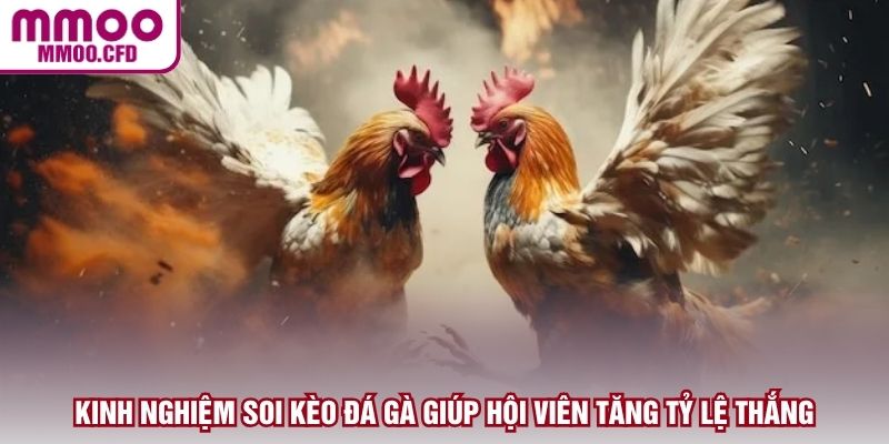 Kinh nghiệm soi kèo đá gà giúp hội viên tăng tỷ lệ thắng